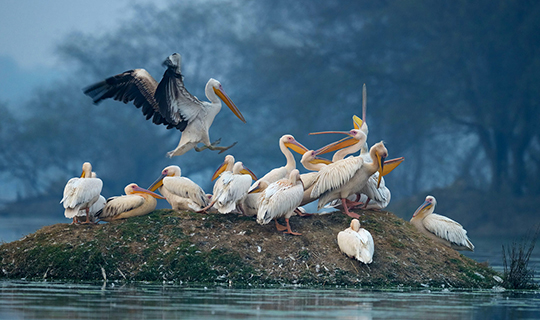 Bharatpur Bird Sanctuary