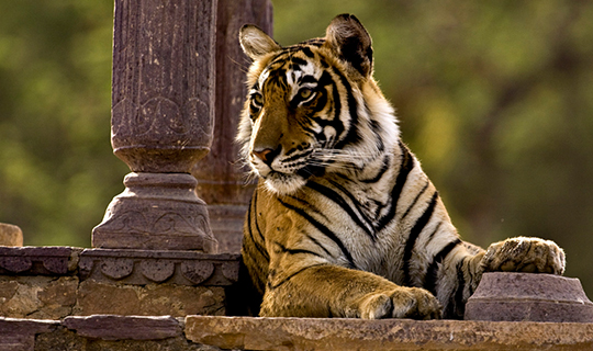 Ranthambore Tiger Reserve