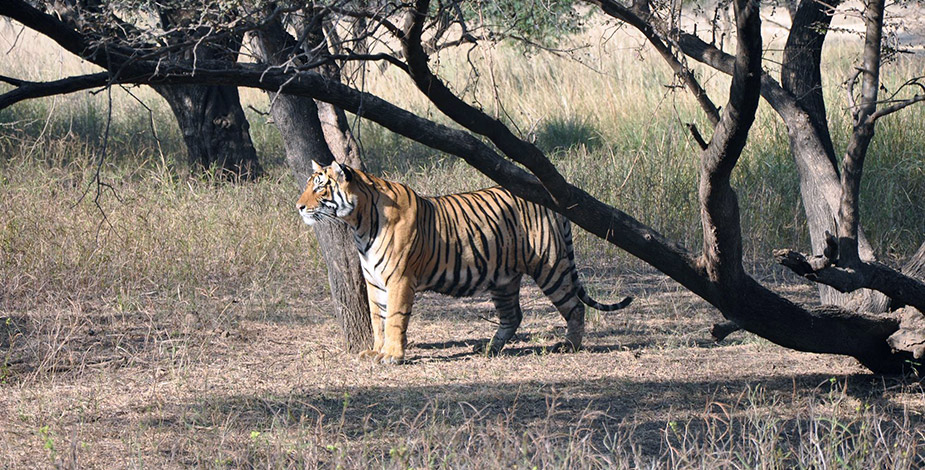 Ranthambore National Park