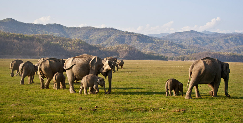 Jim Corbett National Park