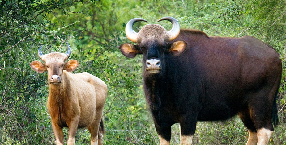 Periyar Wildlife Sanctuary