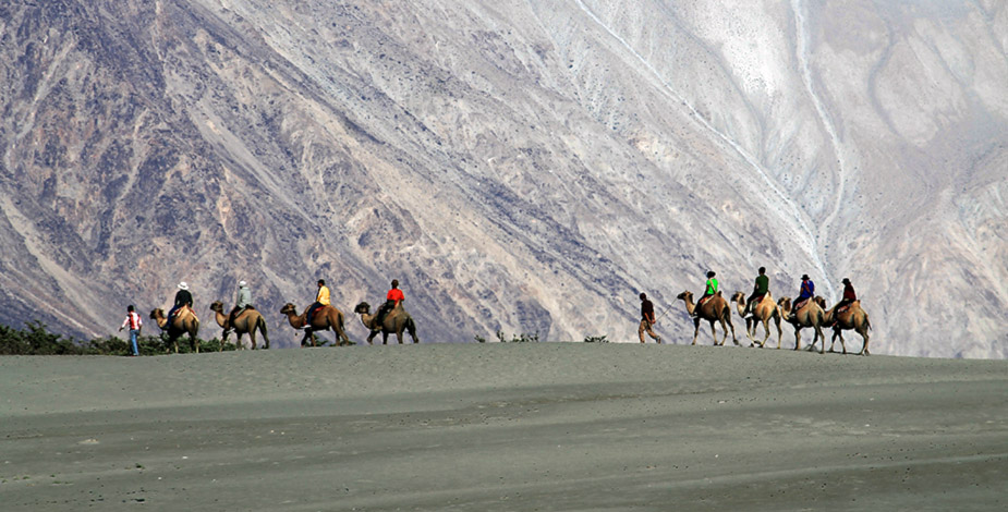 Camel Carvan, Hunder, Nubra