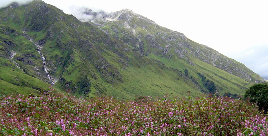 Valley of Flower, Ladakh