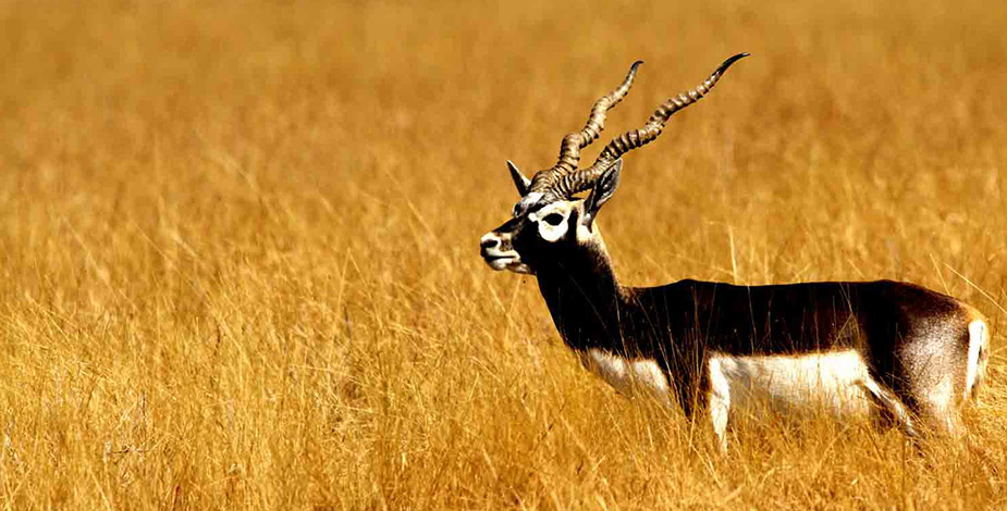 Black Buck, Kanha National Park