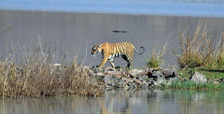 Ranthambore National Park, Sawai Madhopur