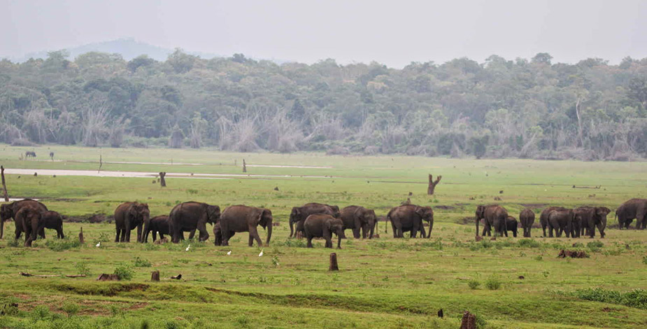 Nagarhole National Park