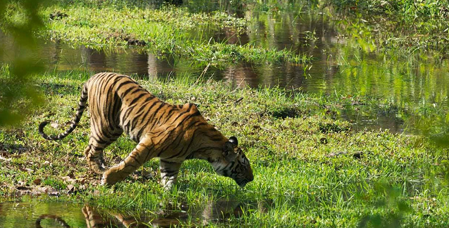 Bandhavgarh National Park