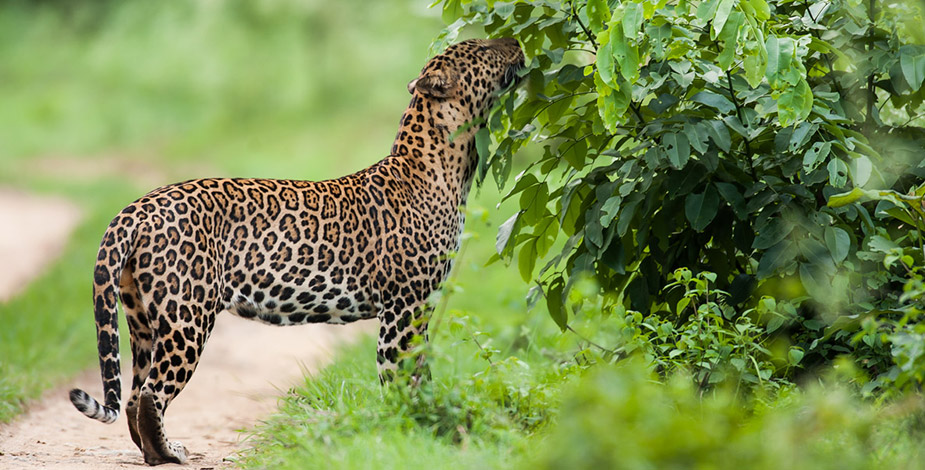 Bandipur National Park