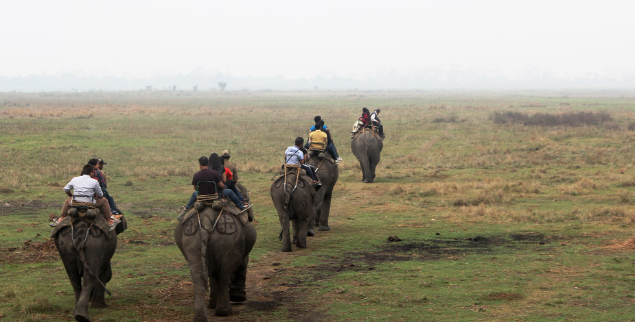 Elephant Safari Tour