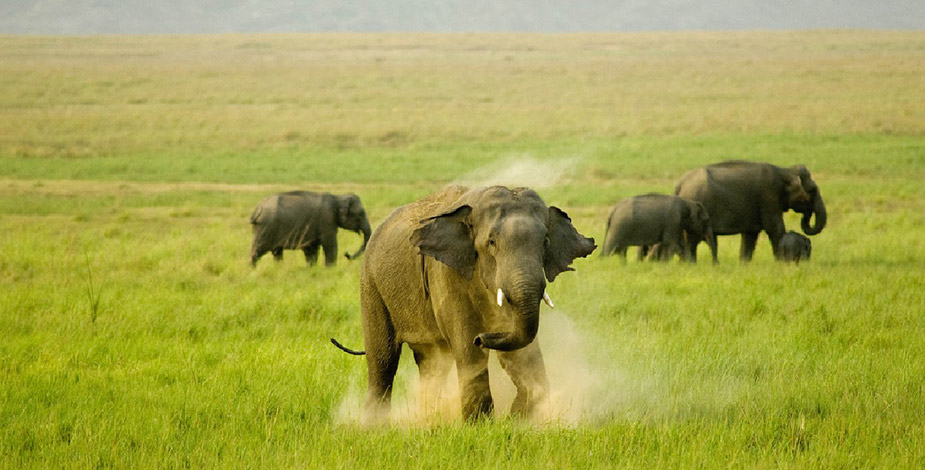 Jim Corbett National park