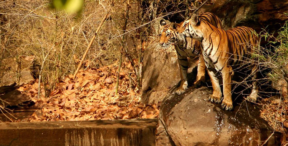 Pench National Park