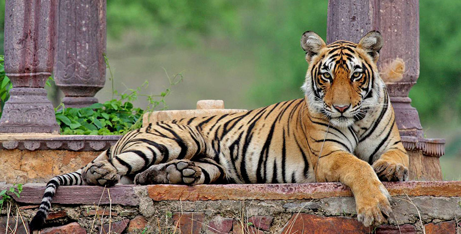 Ranthambore National Park