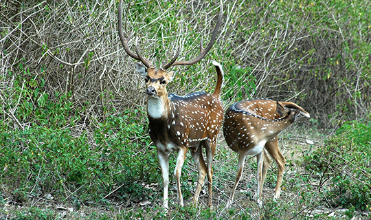 Bandipur National Park