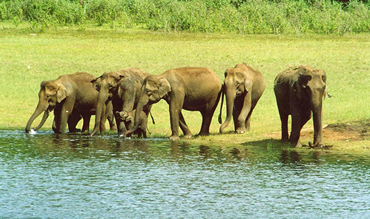 Periyar Wildlife Sanctuary