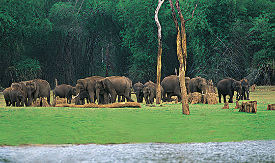 Periyar Wildlife Sanctuary