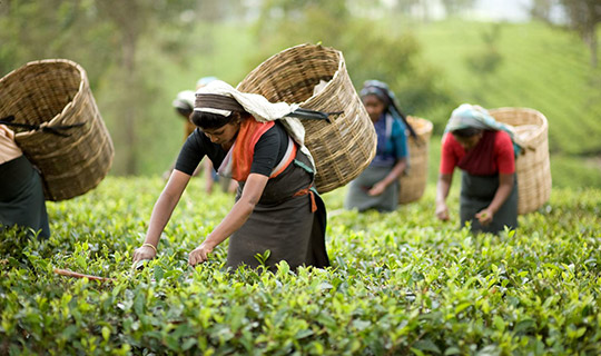 Darjeeling Tea