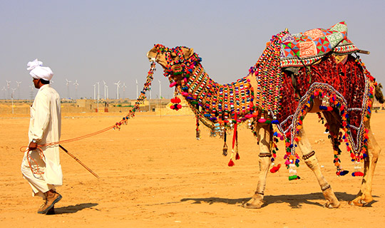 Camel Safari, Rajasthan