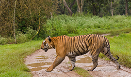 Bandipur National Park