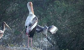 Bharatpur National Park