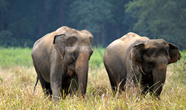 Corbett National Park