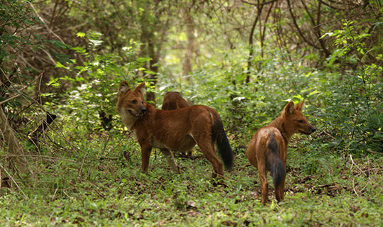 Kanha National Park