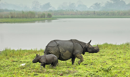 Kaziranga National Park